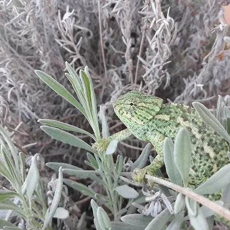 Cortijo Los Lapinos *
